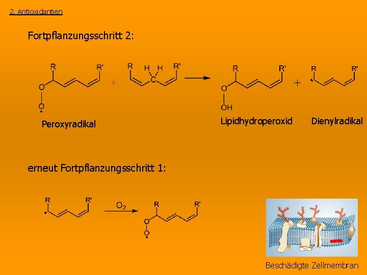 2. Antioxidantien Fortpflanzungsschritt 2: + • • Lipidhydroperoxid Dienylradikal Peroxyradikal erneut Fortpflanzungsschritt 1: •