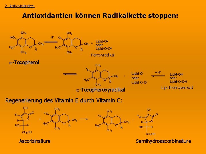 2. Antioxidantien können Radikalkette stoppen: • • Peroxyradikal -Tocopherol • Lipidhydroperoxid -Tocopheroxyradikal Regenerierung des