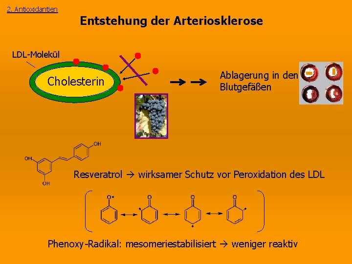 2. Antioxidantien Entstehung der Arteriosklerose LDL-Molekül Ablagerung in den Blutgefäßen Cholesterin Resveratrol wirksamer Schutz