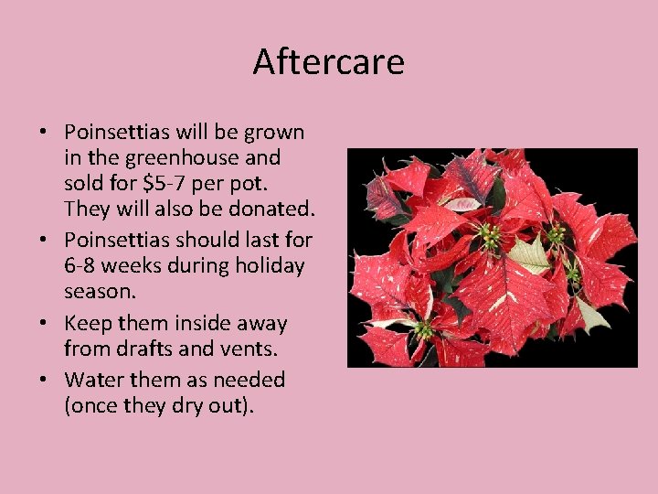 Aftercare • Poinsettias will be grown in the greenhouse and sold for $5 -7