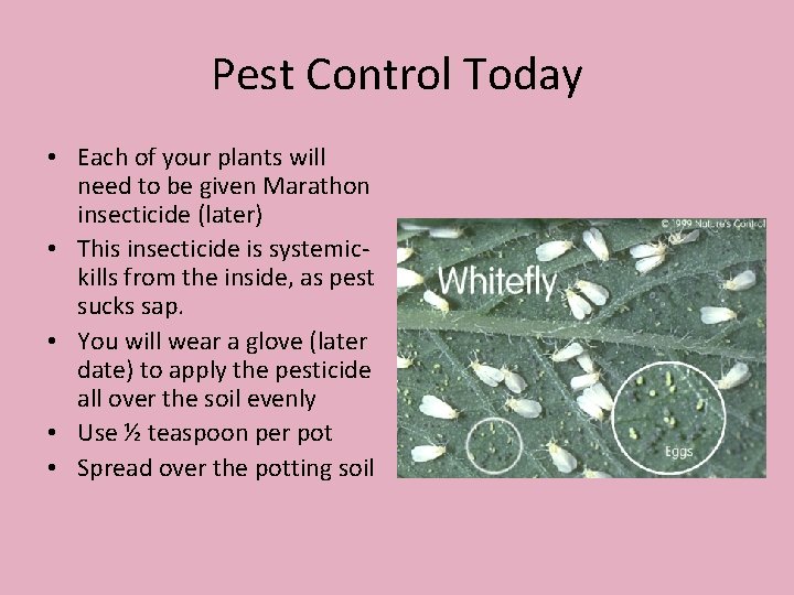 Pest Control Today • Each of your plants will need to be given Marathon
