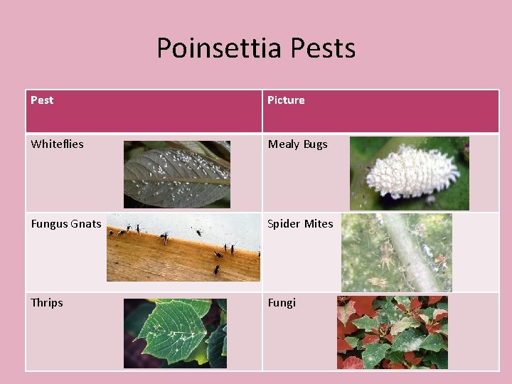 Poinsettia Pests Pest Picture Whiteflies Mealy Bugs Fungus Gnats Spider Mites Thrips Fungi 