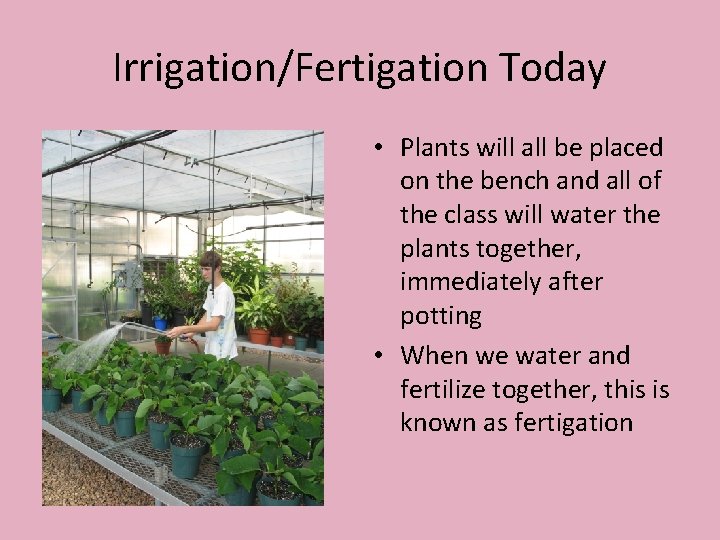 Irrigation/Fertigation Today • Plants will all be placed on the bench and all of
