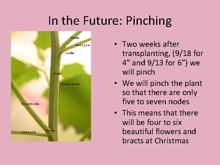 In the Future: Pinching • Two weeks after transplanting, (9/18 for 4” and 9/13