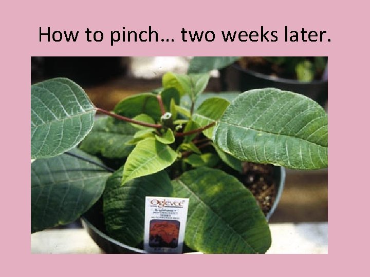 How to pinch… two weeks later. 