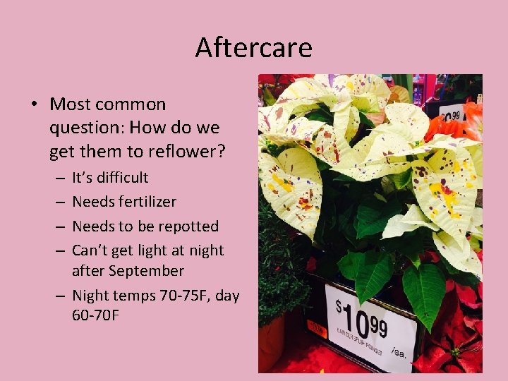 Aftercare • Most common question: How do we get them to reflower? It’s difficult