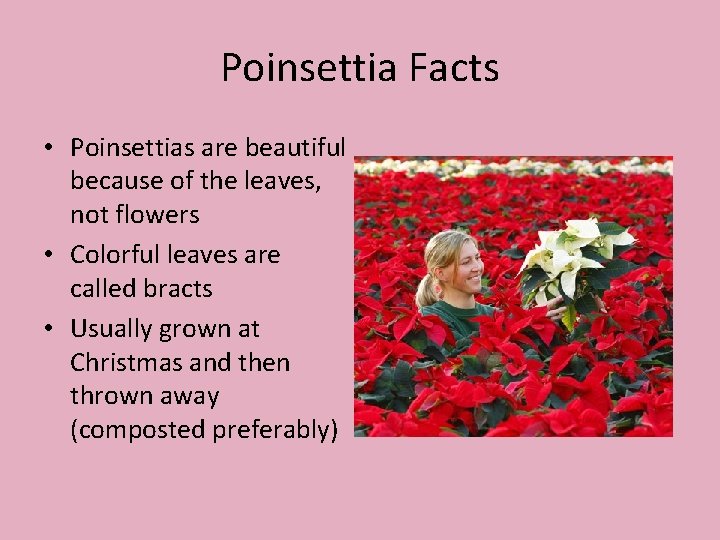 Poinsettia Facts • Poinsettias are beautiful because of the leaves, not flowers • Colorful