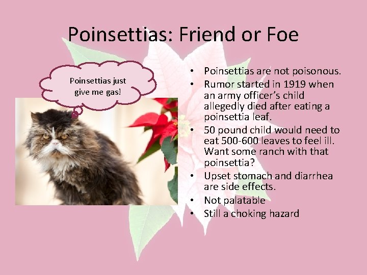 Poinsettias: Friend or Foe Poinsettias just give me gas! • Poinsettias are not poisonous.