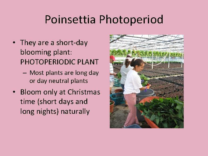 Poinsettia Photoperiod • They are a short-day blooming plant: PHOTOPERIODIC PLANT – Most plants