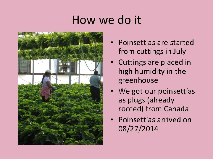 How we do it • Poinsettias are started from cuttings in July • Cuttings