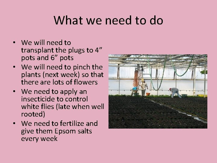 What we need to do • We will need to transplant the plugs to