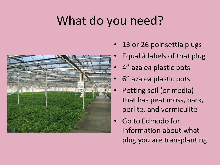 What do you need? 13 or 26 poinsettia plugs Equal # labels of that