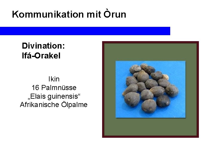 Kommunikation mit Òrun Divination: Ifá-Orakel Ikin 16 Palmnüsse „Elais guinensis“ Afrikanische Ölpalme 