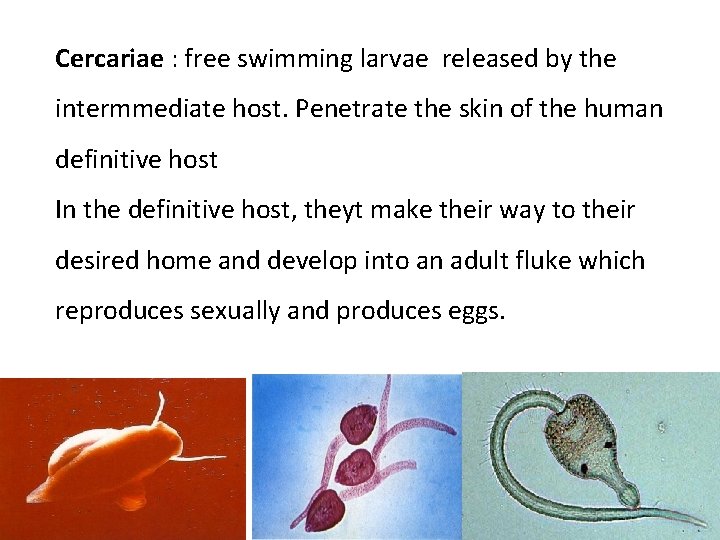 Cercariae : free swimming larvae released by the intermmediate host. Penetrate the skin of