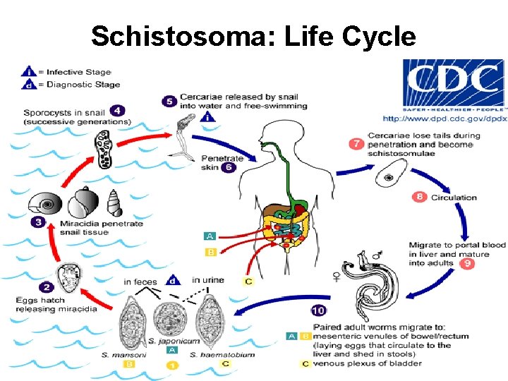 Schistosoma: Life Cycle 