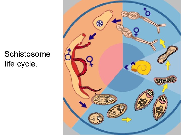 Schistosome life cycle. 