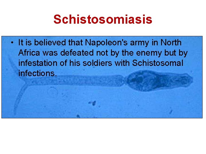 Schistosomiasis • It is believed that Napoleon's army in North Africa was defeated not