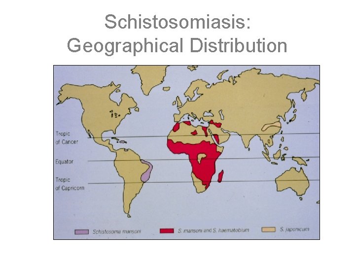 Schistosomiasis: Geographical Distribution 