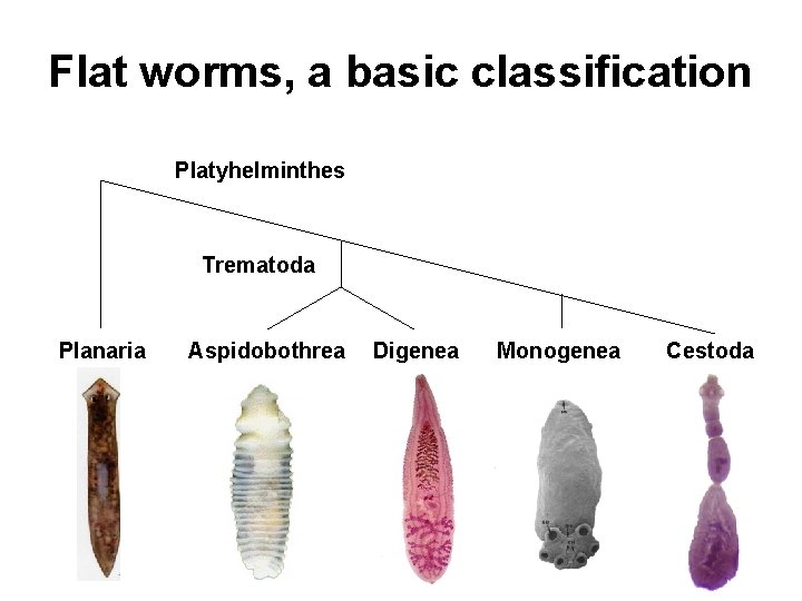 Flat worms, a basic classification Platyhelminthes Trematoda Planaria Aspidobothrea Digenea Monogenea Cestoda 