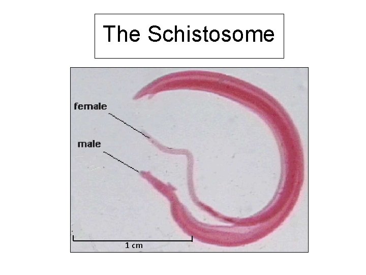 The Schistosome 1 cm 