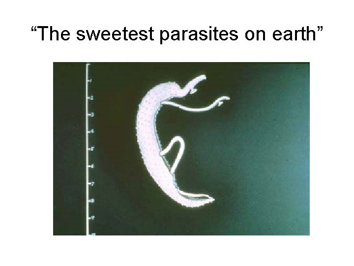 “The sweetest parasites on earth” 