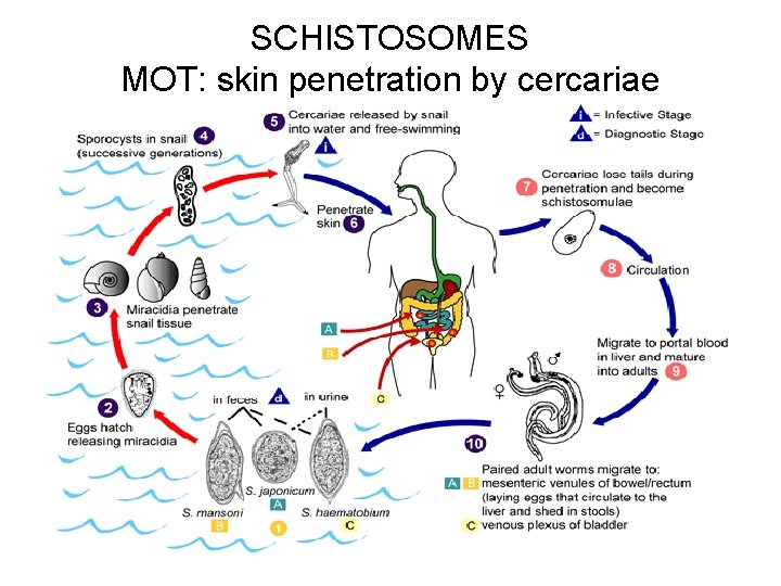 SCHISTOSOMES MOT: skin penetration by cercariae 