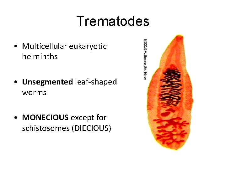 Trematodes • Multicellular eukaryotic helminths • Unsegmented leaf-shaped worms • MONECIOUS except for schistosomes