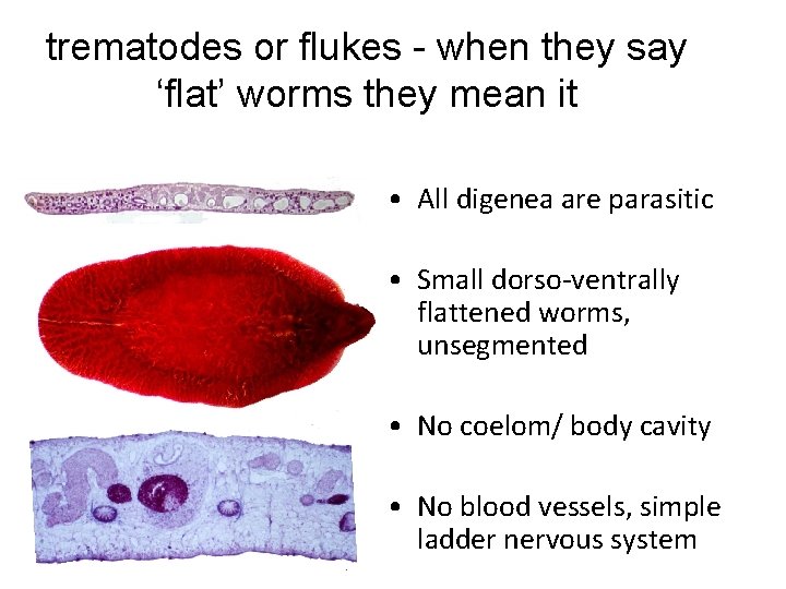 trematodes or flukes - when they say ‘flat’ worms they mean it • All