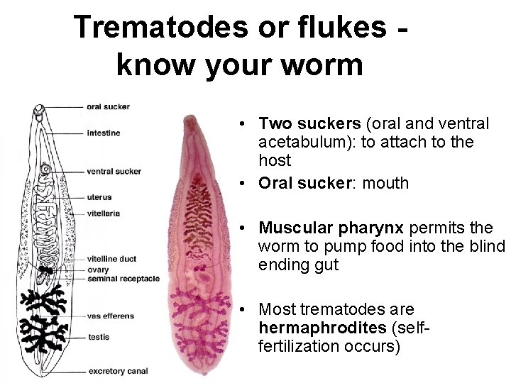 Trematodes or flukes know your worm • Two suckers (oral and ventral acetabulum): to