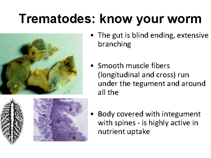 Trematodes: know your worm • The gut is blind ending, extensive branching • Smooth