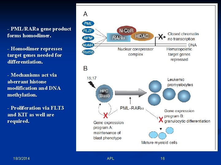 - PML/RARa gene product forms homodimer. - Homodimer represses target genes needed for differentiation.