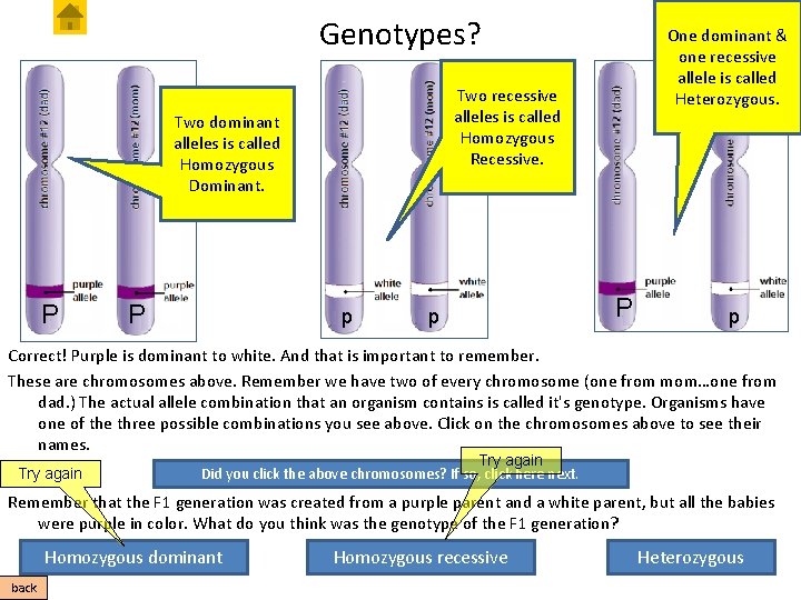 Genotypes? Two recessive alleles is called Homozygous Recessive. Two dominant alleles is called Homozygous