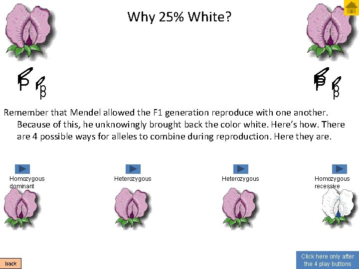 Why 25% White? P P p p Remember that Mendel allowed the F 1