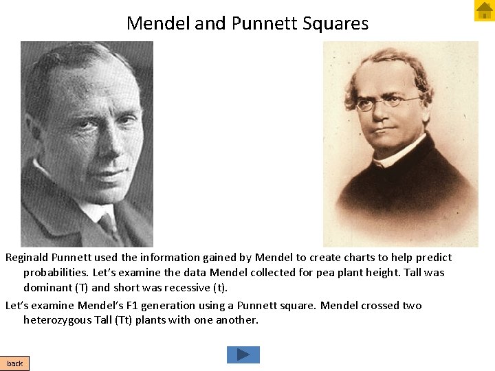 Mendel and Punnett Squares Reginald Punnett used the information gained by Mendel to create
