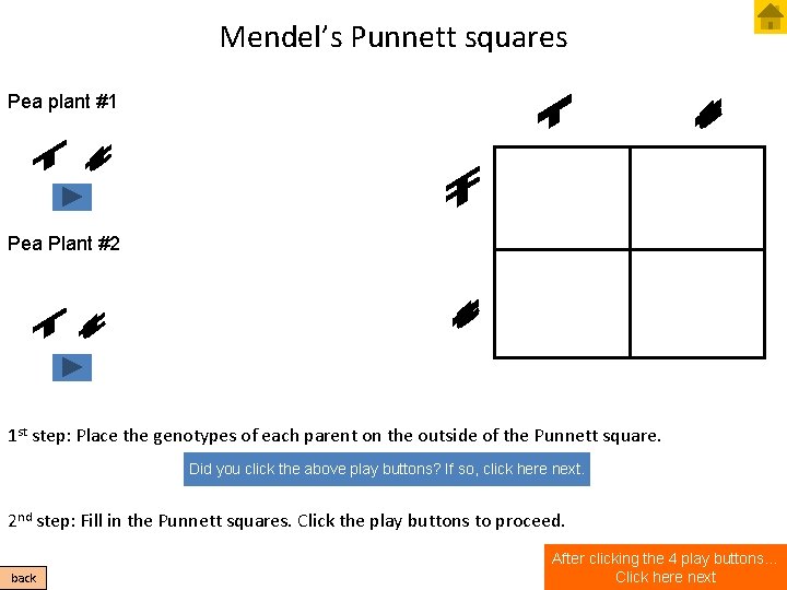 Mendel’s Punnett squares Pea plant #1 Pea Plant #2 1 st step: Place the