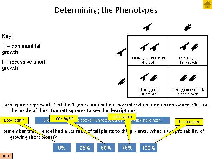 Determining the Phenotypes Key: T = dominant tall growth t = recessive short growth