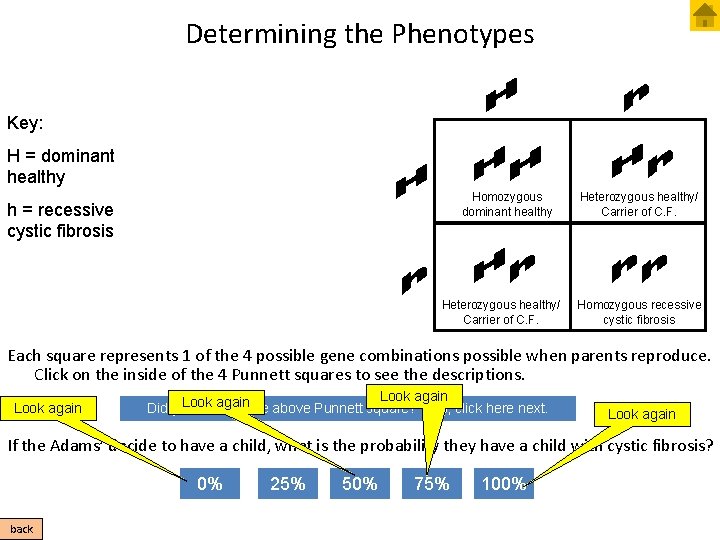 Determining the Phenotypes Key: H = dominant healthy Homozygous dominant healthy h = recessive