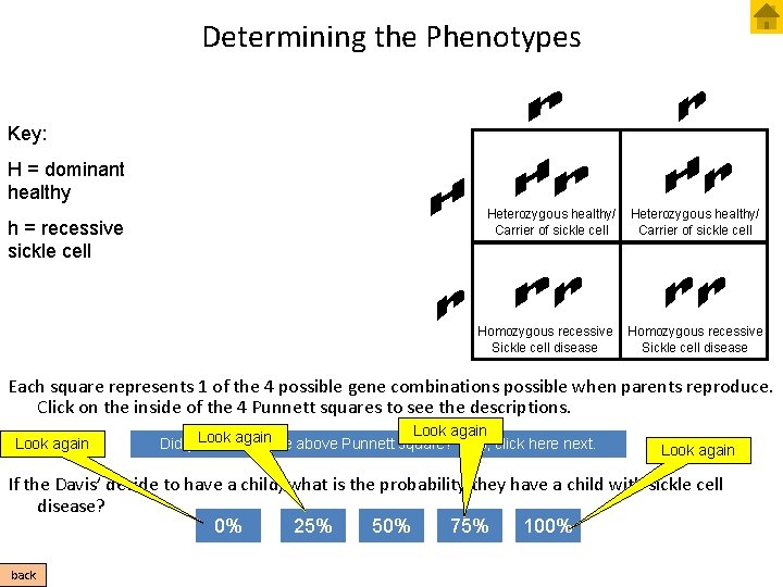 Determining the Phenotypes Key: H = dominant healthy h = recessive sickle cell Heterozygous