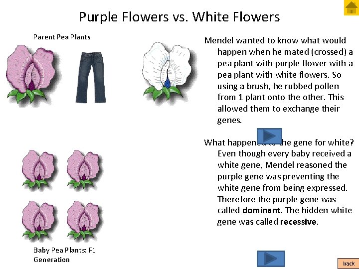 Purple Flowers vs. White Flowers Parent Pea Plants Mendel wanted to know what would
