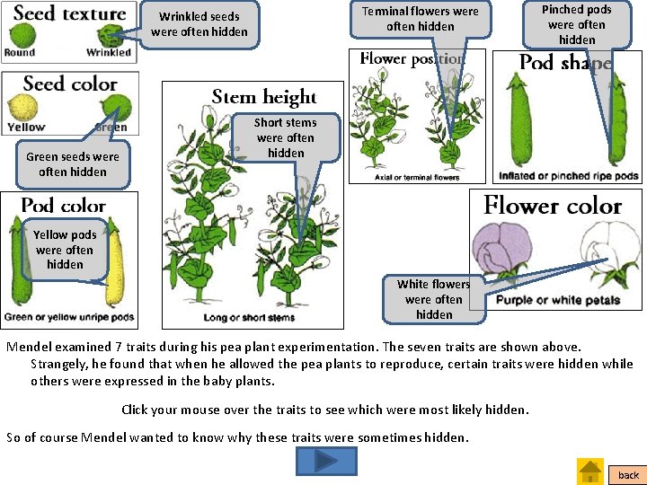 Terminal flowers were often hidden Wrinkled seeds were often hidden Green seeds were often