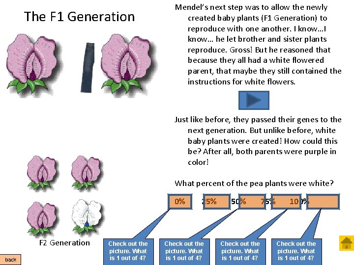 The F 1 Generation Mendel’s next step was to allow the newly created baby