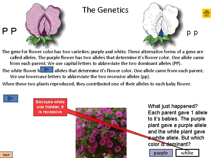 The Genetics PP p p The gene for flower color has two varieties: purple