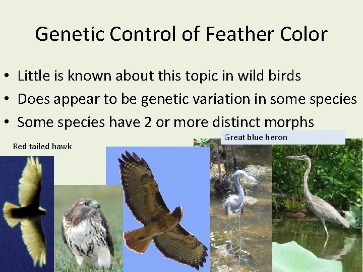 Genetic Control of Feather Color • Little is known about this topic in wild