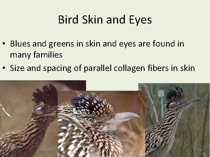 Bird Skin and Eyes • Blues and greens in skin and eyes are found