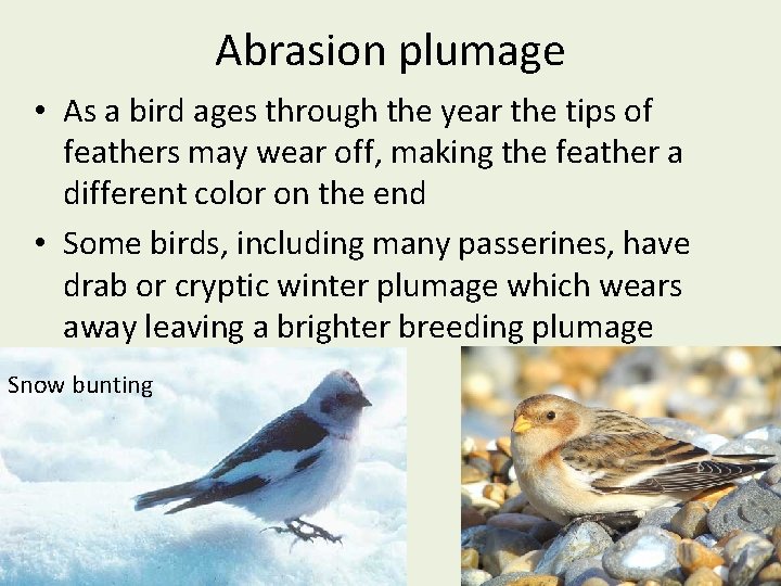 Abrasion plumage • As a bird ages through the year the tips of feathers