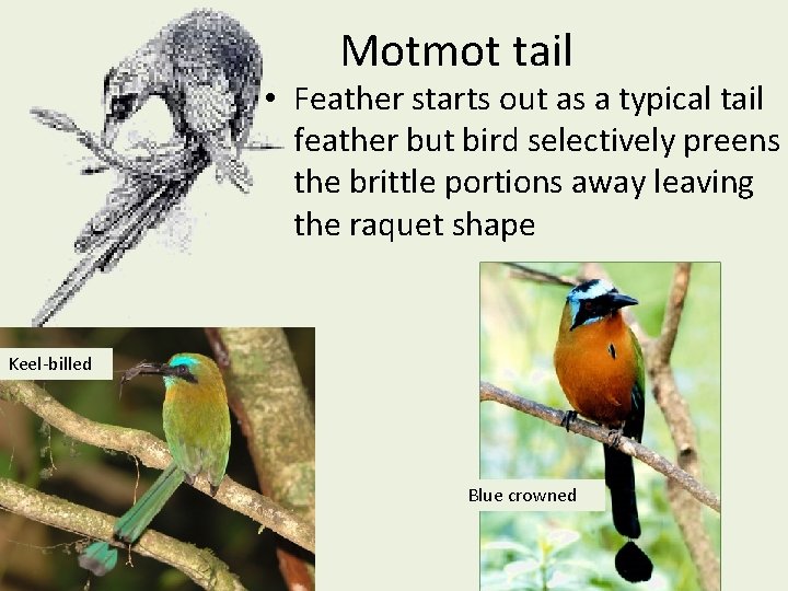 Motmot tail • Feather starts out as a typical tail feather but bird selectively