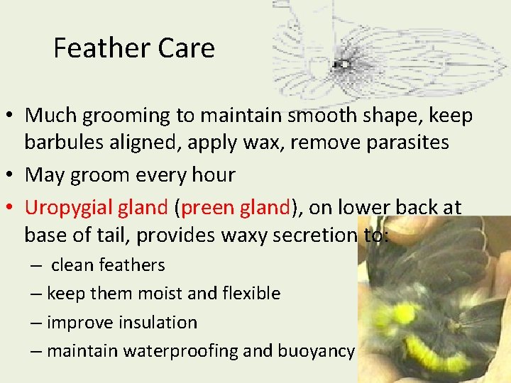 Feather Care • Much grooming to maintain smooth shape, keep barbules aligned, apply wax,
