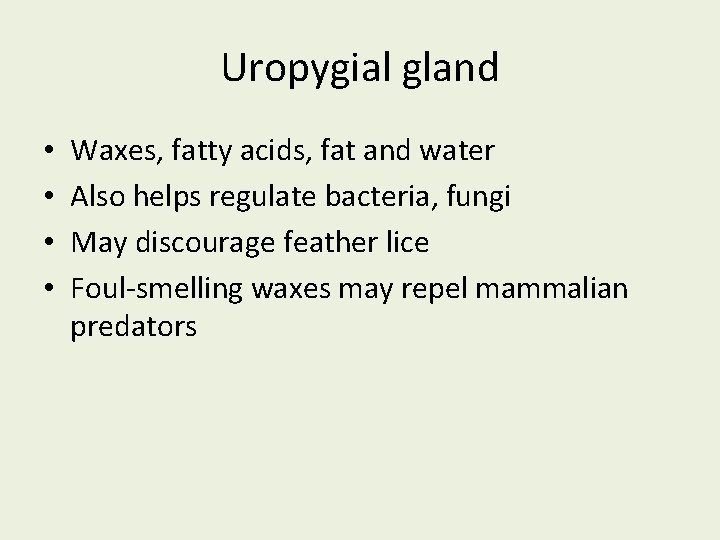 Uropygial gland • • Waxes, fatty acids, fat and water Also helps regulate bacteria,