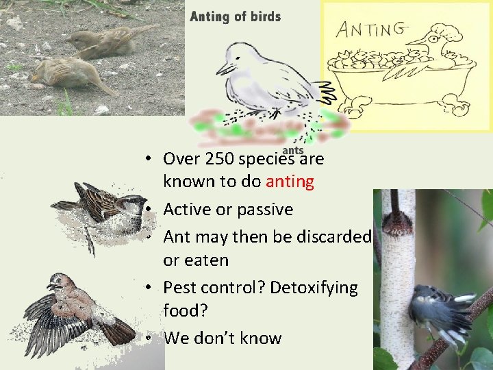  • Over 250 species are known to do anting • Active or passive