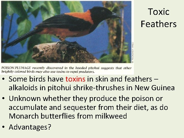 Toxic Feathers • Some birds have toxins in skin and feathers – alkaloids in